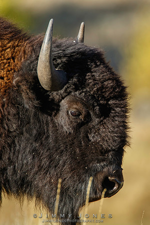 Bison - CS/P0552