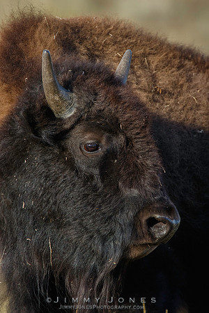 Bison - CS/P0553