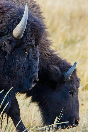 Bison Bull w/ Cow - CS/P0554