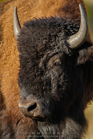 Bison - CS/P0555