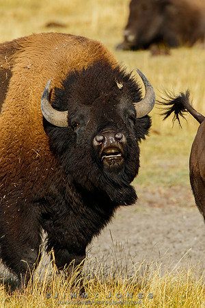 Bison Bull - CS/P0556