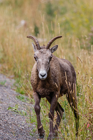 Big Horn Ewe - CS/P0557