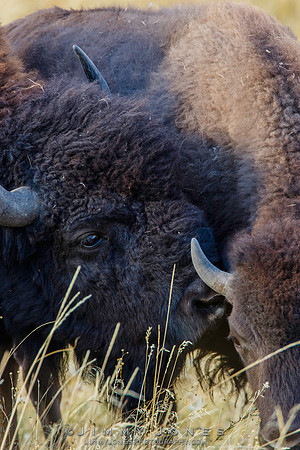 Bison Bull w/ Cow - CS/P0559