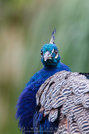 Peacock