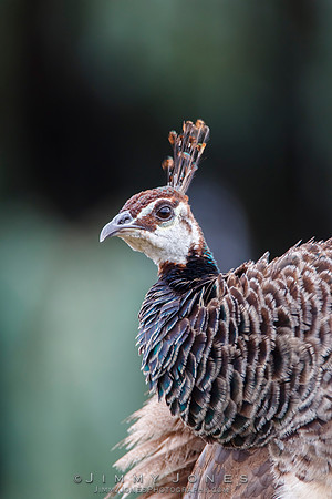 Peacock