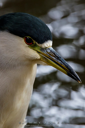 Black-crowned Night Heron