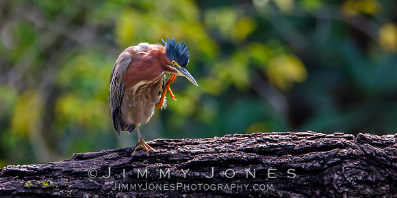 Green Heron