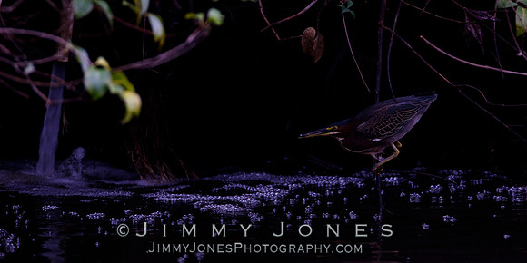 Green Heron