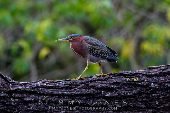 Green Heron