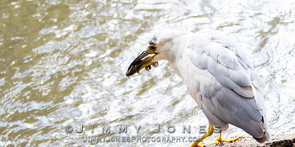 Black-crowned Night Heron