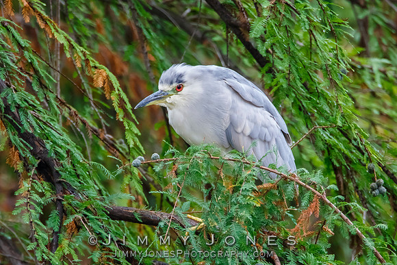 Black-crowned Night Heron