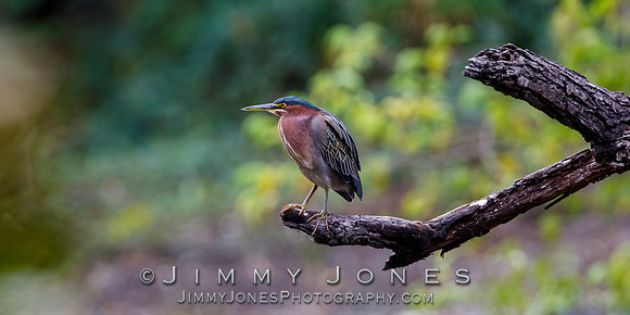 Green Heron