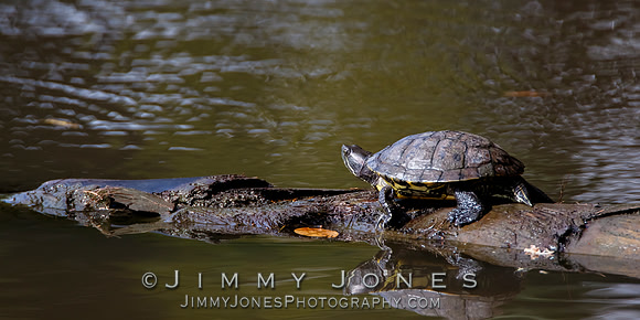 Red-eared slider
