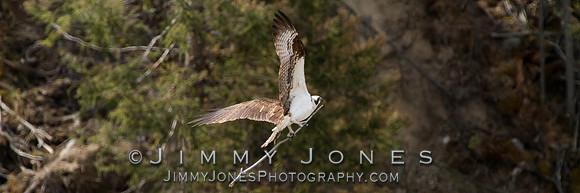 Osprey - BS/P0511