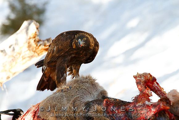 Golden Eagle