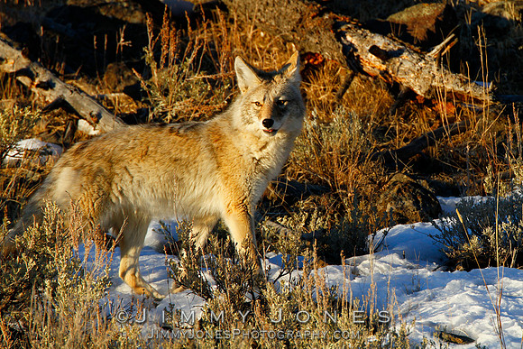 Coyote