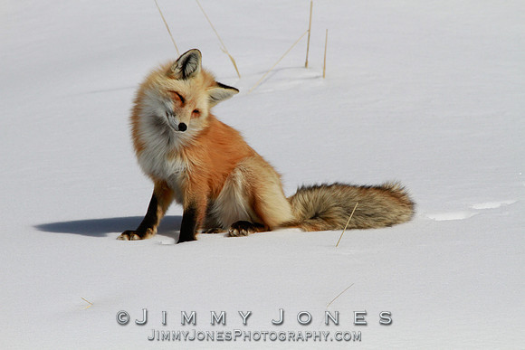 Red Fox
