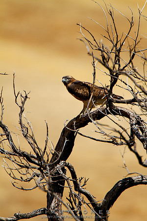 Red-Tailed Hawk