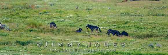 Junction Butte Pack Wolves