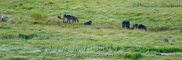 Junction Butte Pack Wolves