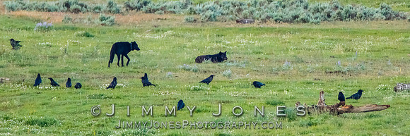 Junction Butte Pack Wolves