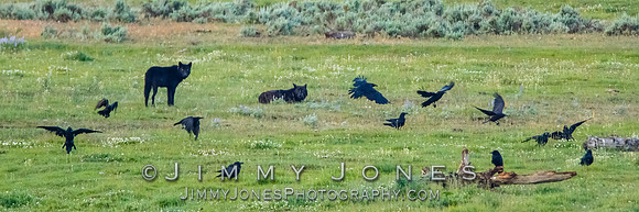 Junction Butte Pack Wolves