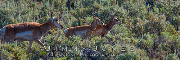 Pronghorn with Young