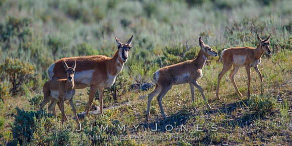 Pronghorn with Young