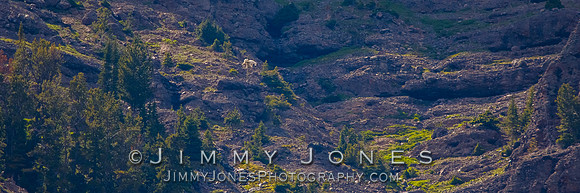 Mountain Goat on Upper Baronett