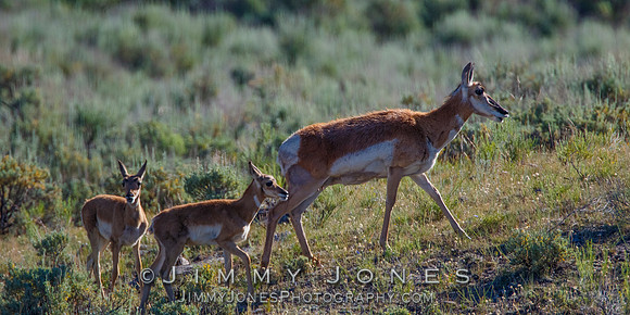 Pronghorn with Young