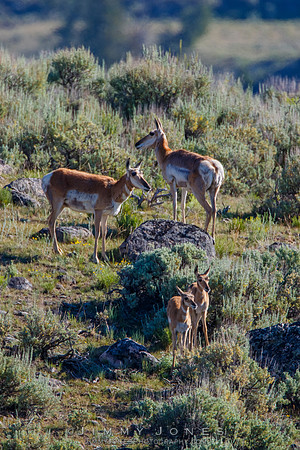 Pronghorn with Young