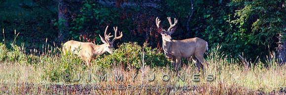 Mule Deer