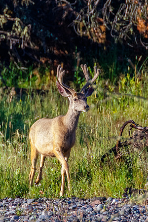 Mule Deer