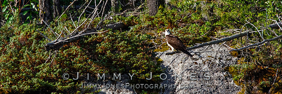 Osprey