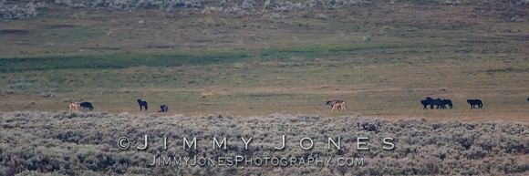 Junction Butte Pack Wolves in Lamar Valley