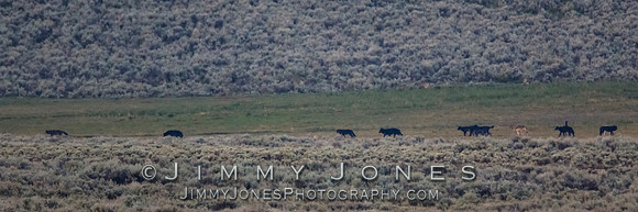 Junction Butte Pack Wolves in Lamar Valley