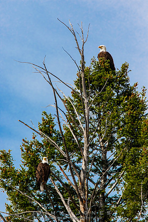 Bald Eagles