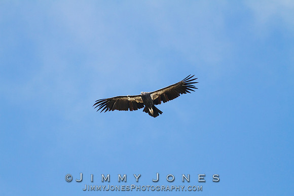 California Condor