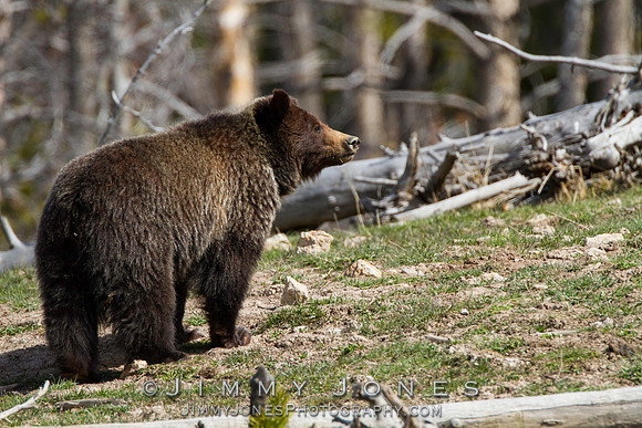 Grizzly Bear