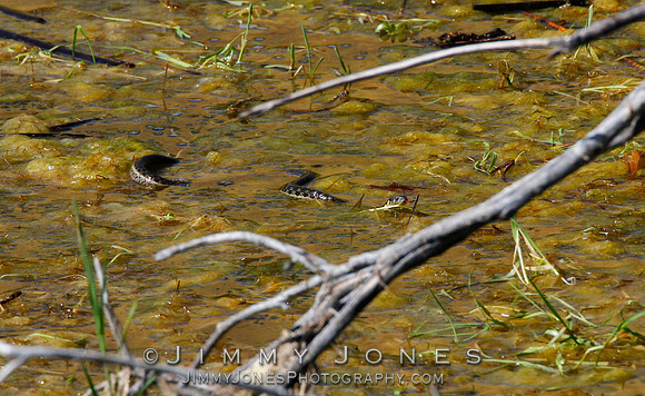 Two-striped Gartersnake - (Thamnophis hammondii)
