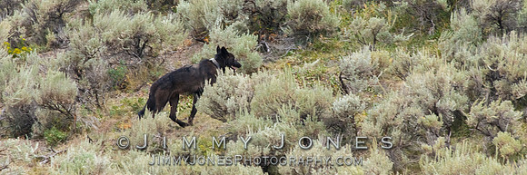 Junction Butte Pack Wolf