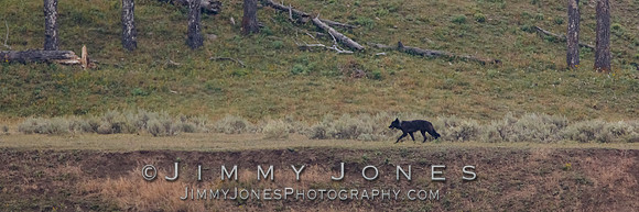 Junction Butte Pack Wolf