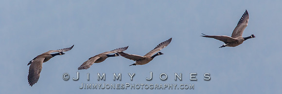 Canada Geese