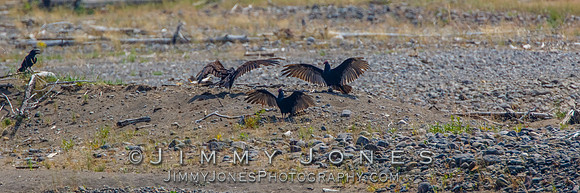 Turkey Vultures