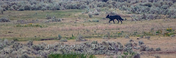Junction Butte Pack Wolf