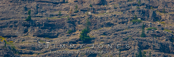 Mountain Goats on Upper Barronette