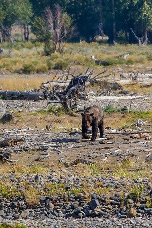 Grizzley Bear at Bison Carcas at Confluence