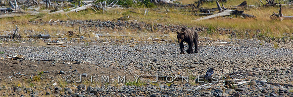 Grizzley Bear at Bison Carcas at Confluence