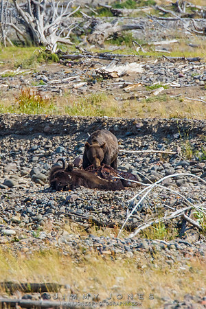 Grizzley Bear at Bison Carcas at Confluence
