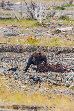 Grizzley Bear at Bison Carcas at Confluence